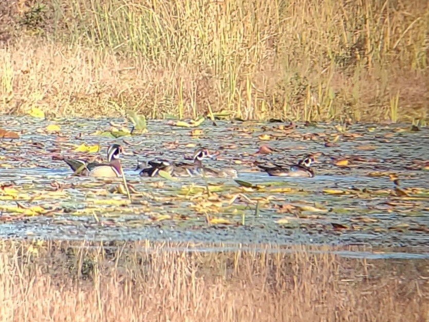 kachnička karolínská - ML644855981