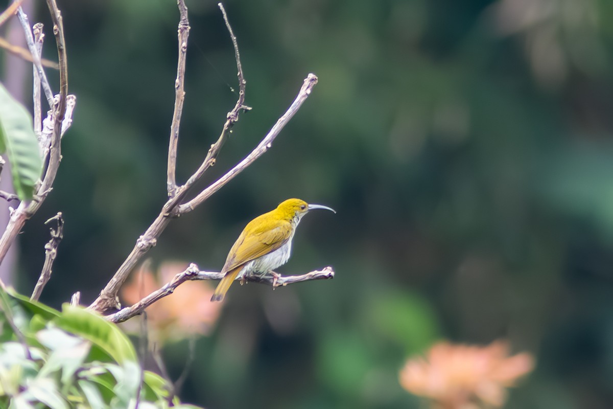 Streaky-breasted Spiderhunter - ML644855982
