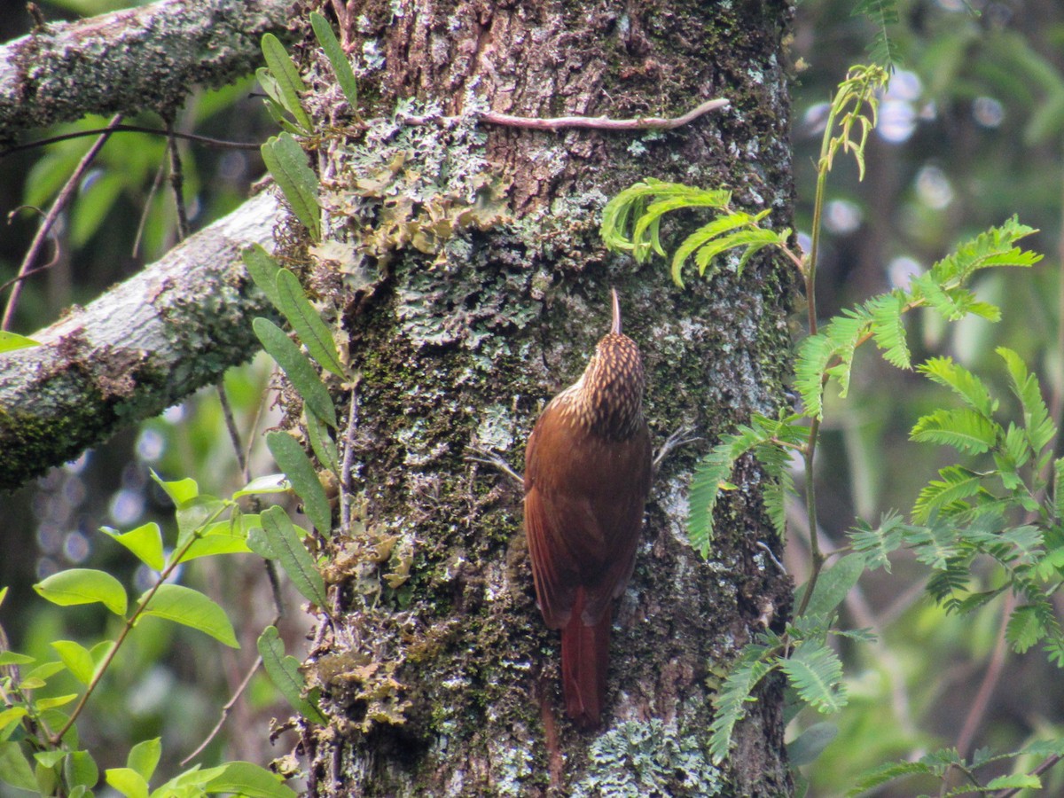 Scalloped Woodcreeper - ML644855988