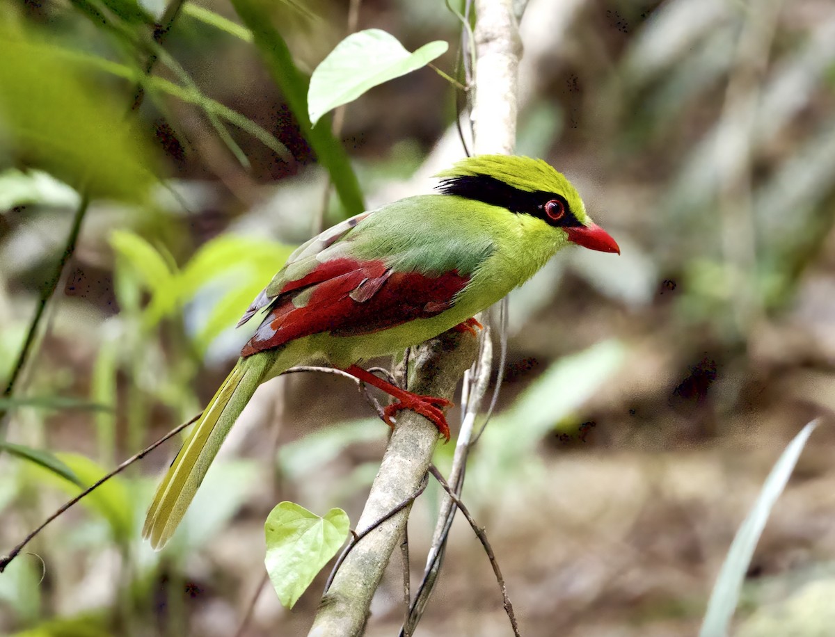 kraska zlatobřichá - ML644855991