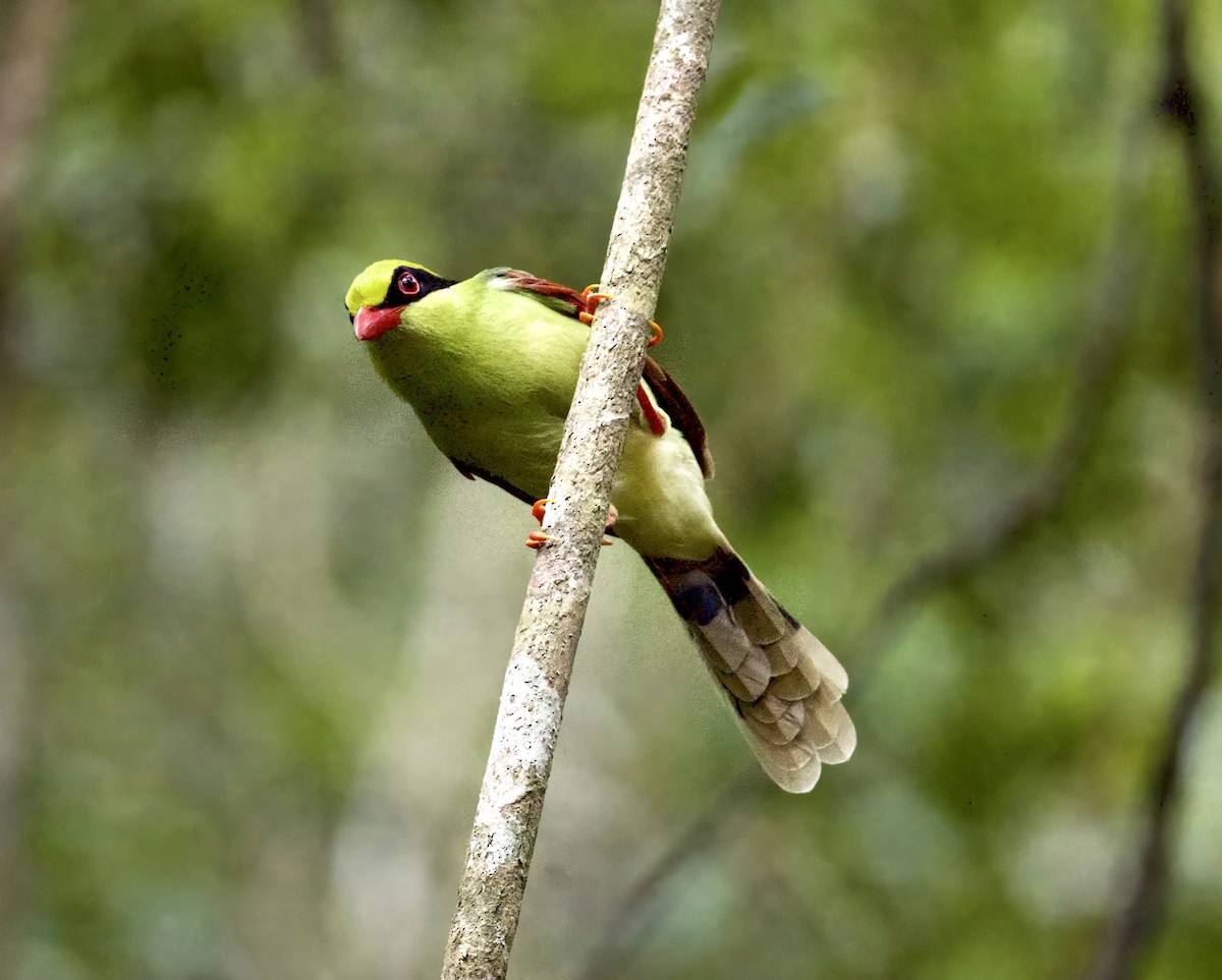 kraska zlatobřichá - ML644855992