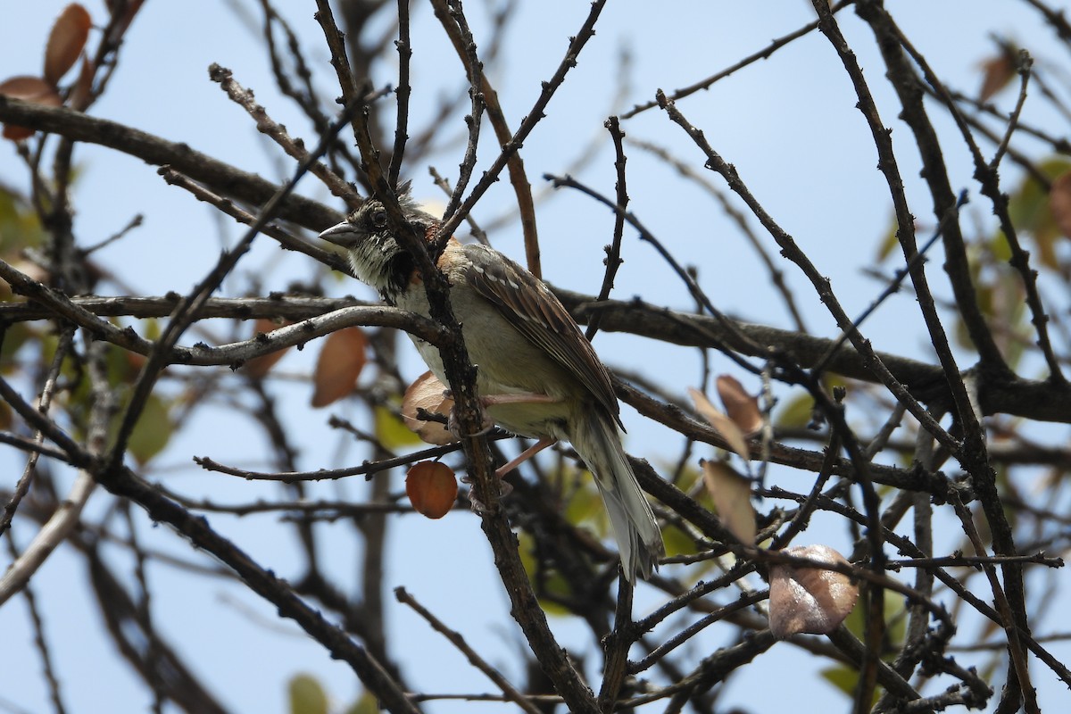 Morgenammer - ML644855994