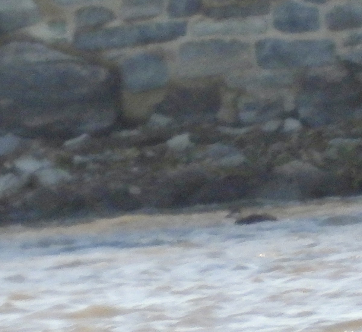 Pazifiktrauerente - ML644855995