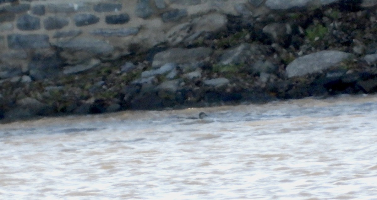 Pazifiktrauerente - ML644855996