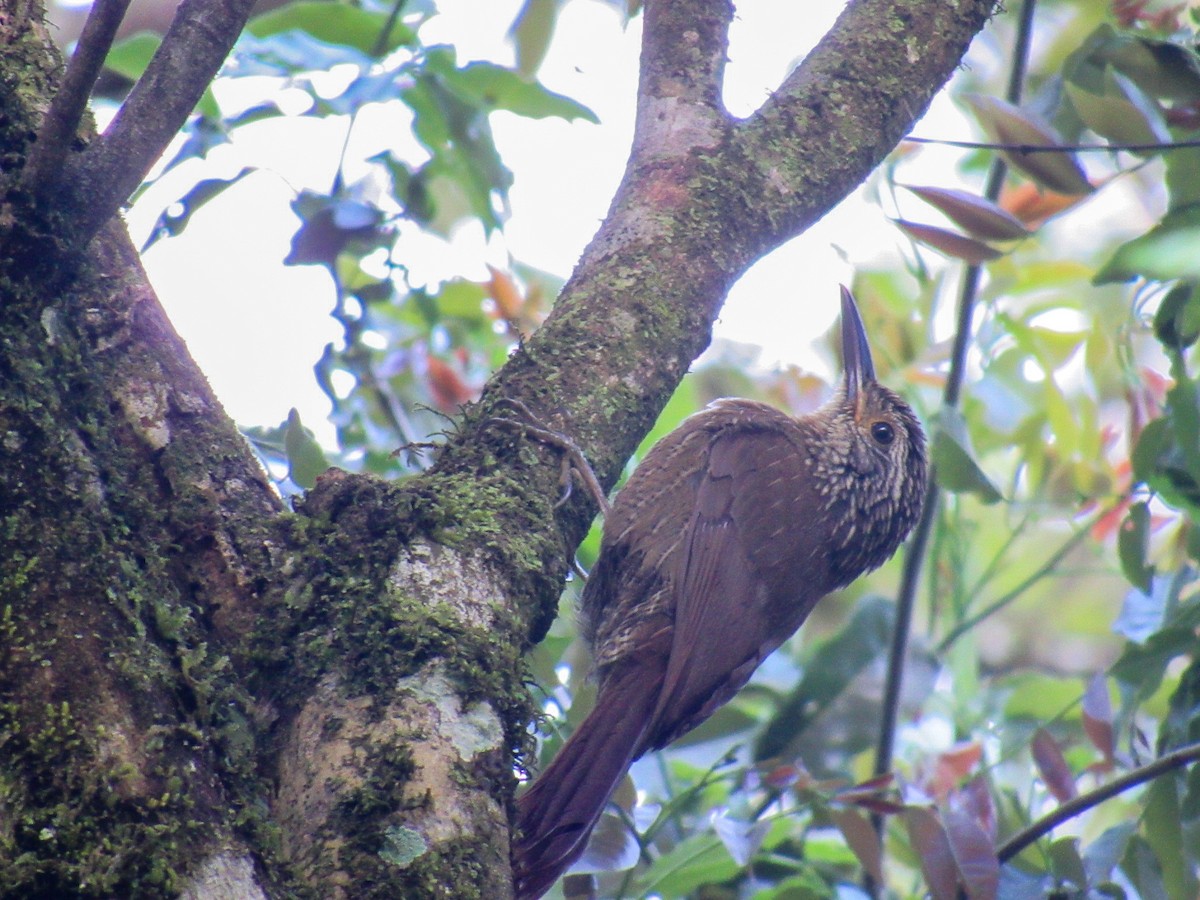 Planalto Woodcreeper - ML644855997