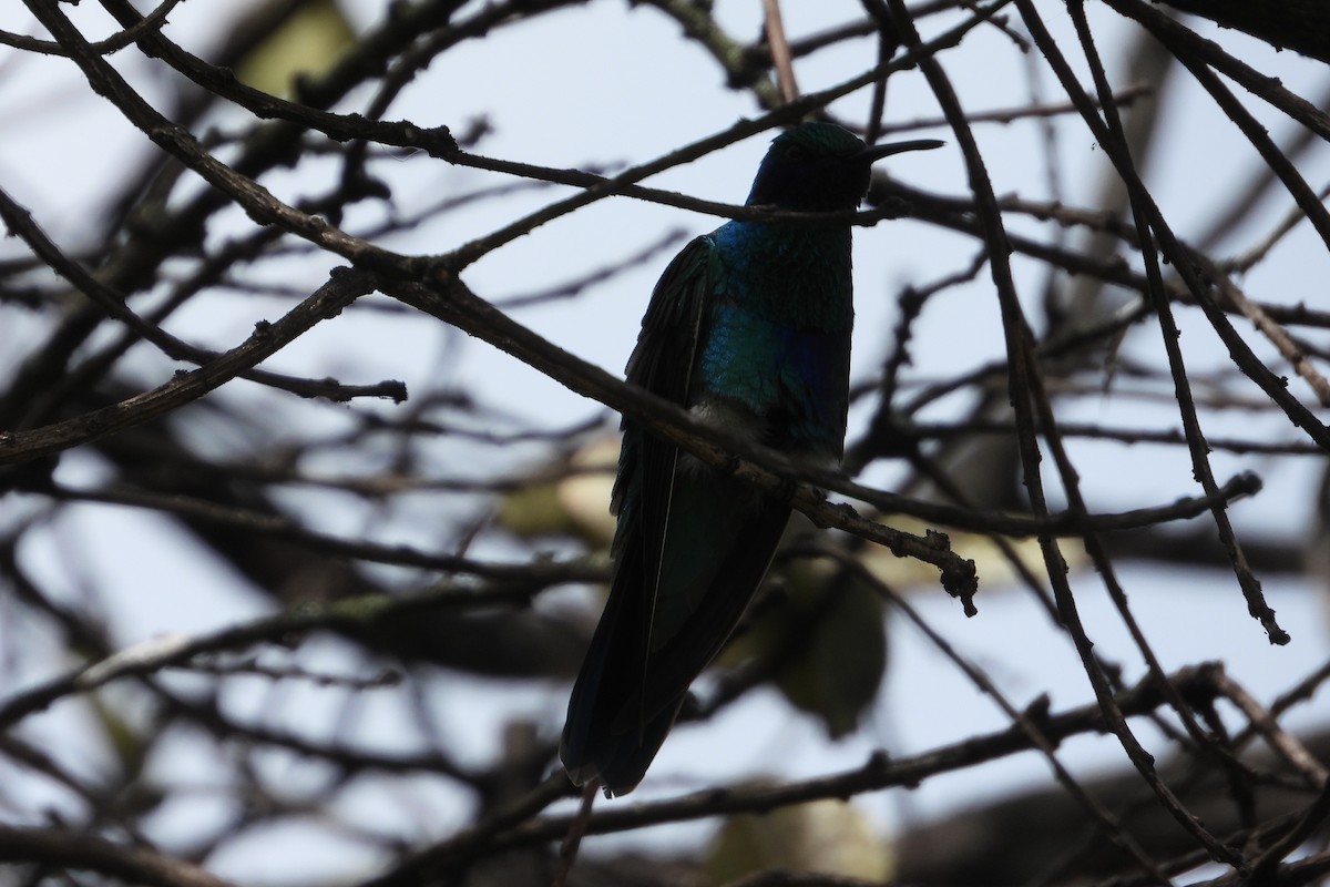 Sparkling Violetear - ML644856040