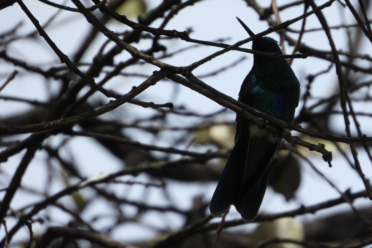 Sparkling Violetear - ML644856041