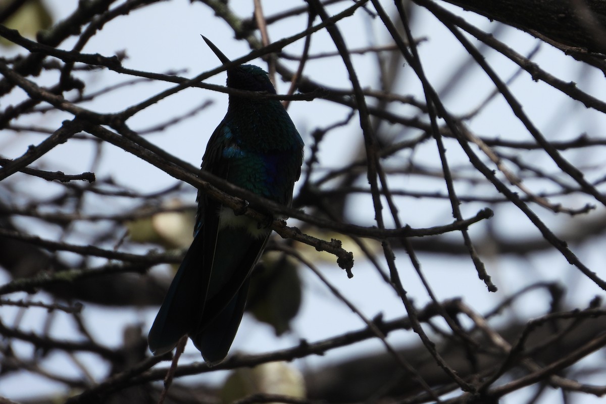 Sparkling Violetear - ML644856042