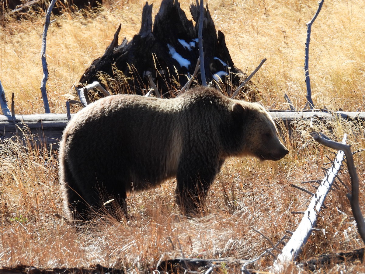 Grizzly Bear - ML644856055