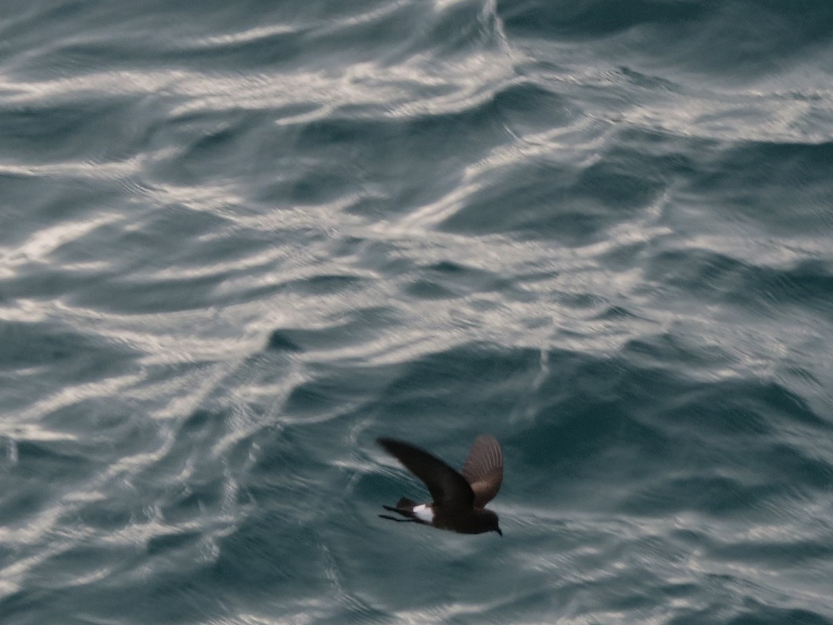Elliot's Storm-Petrel - ML644856067