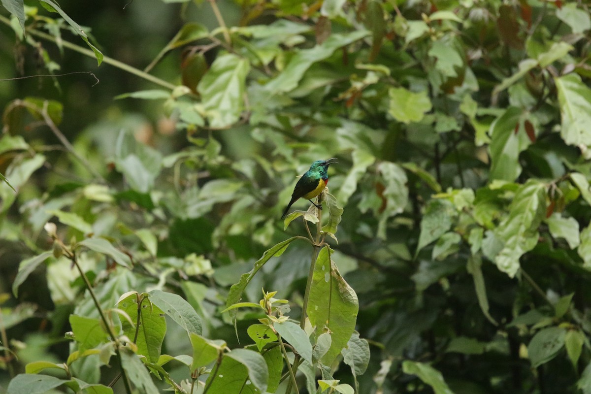 Regal Sunbird - ML644856070