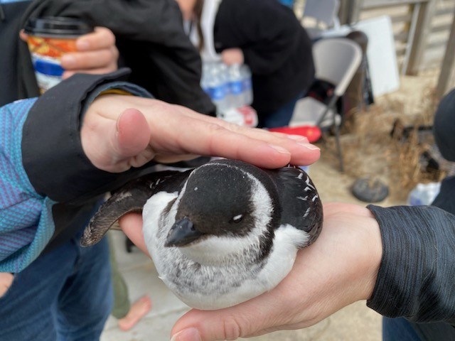 alkekonge - ML644856074