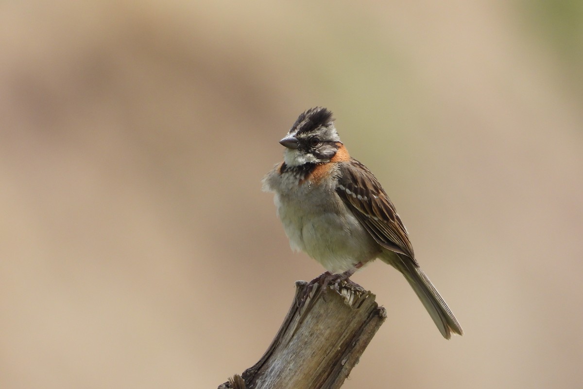 Morgenammer - ML644856075