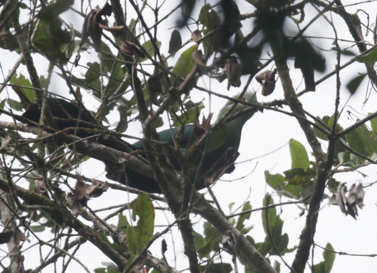 Black-billed Turaco - ML644856084