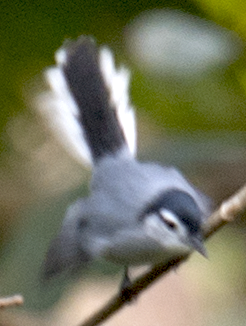 White-browed Gnatcatcher - ML644856116
