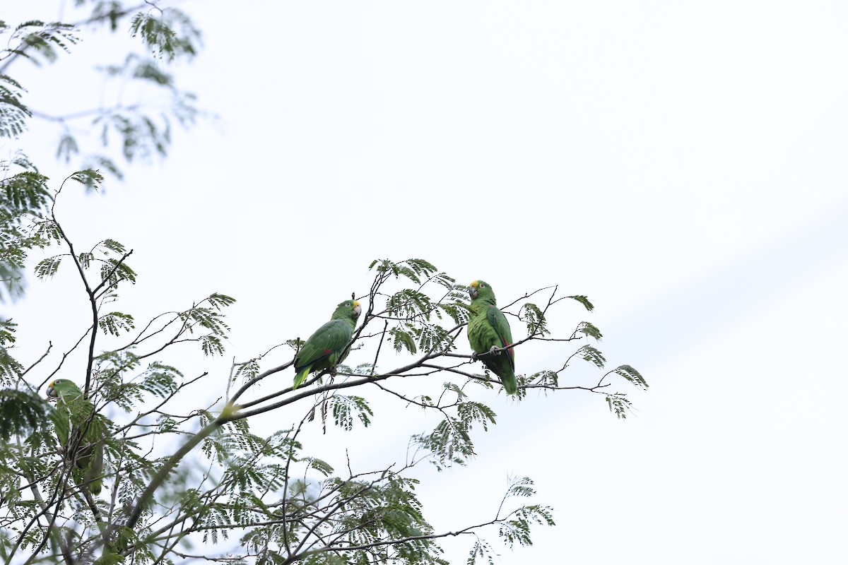 Yellow-crowned Amazon - ML644856121