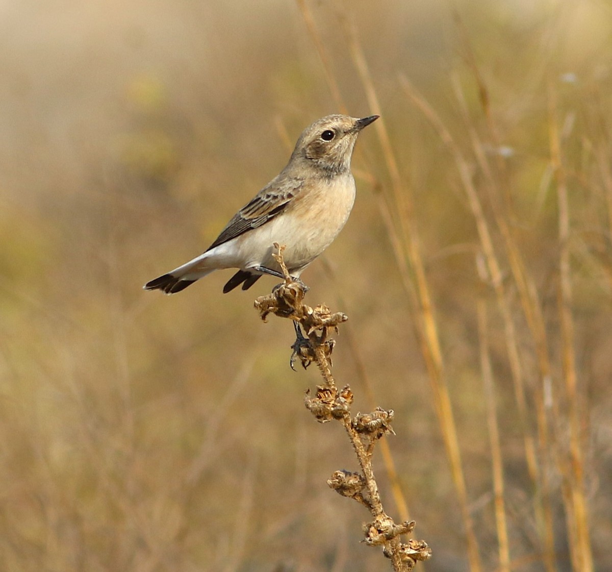 Finsch's Wheatear - ML644856135