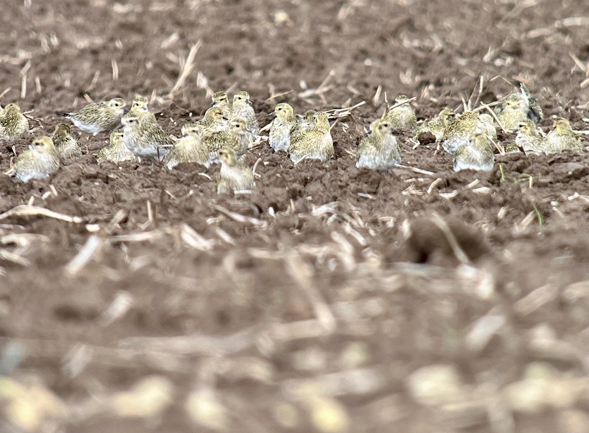 Сивка звичайна - ML644856141