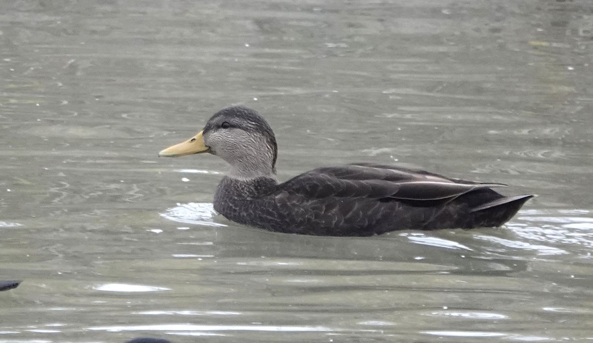 American Black Duck - ML644856156