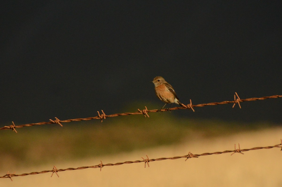 African Stonechat - ML644856163