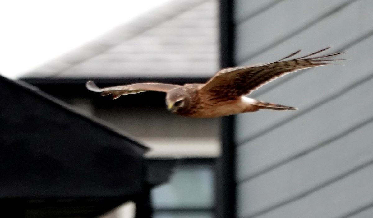 Northern Harrier - ML644856164