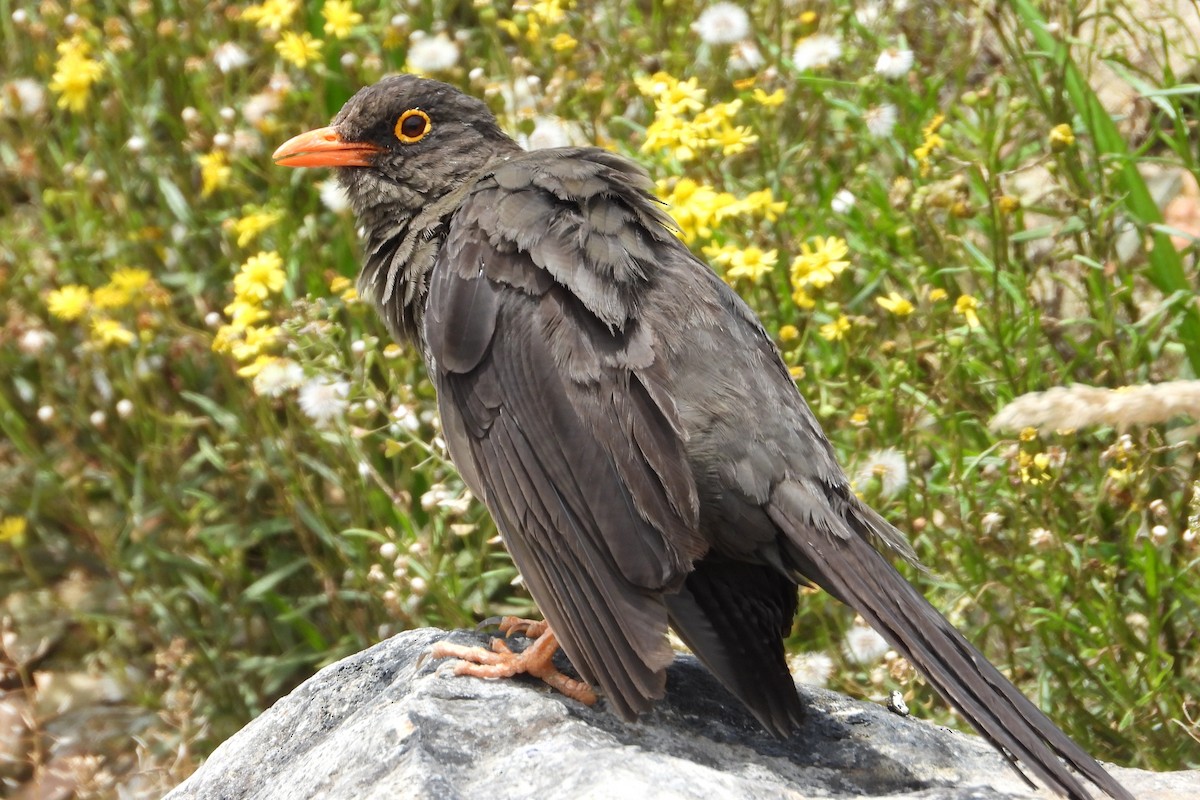 Merle géant - ML644856165