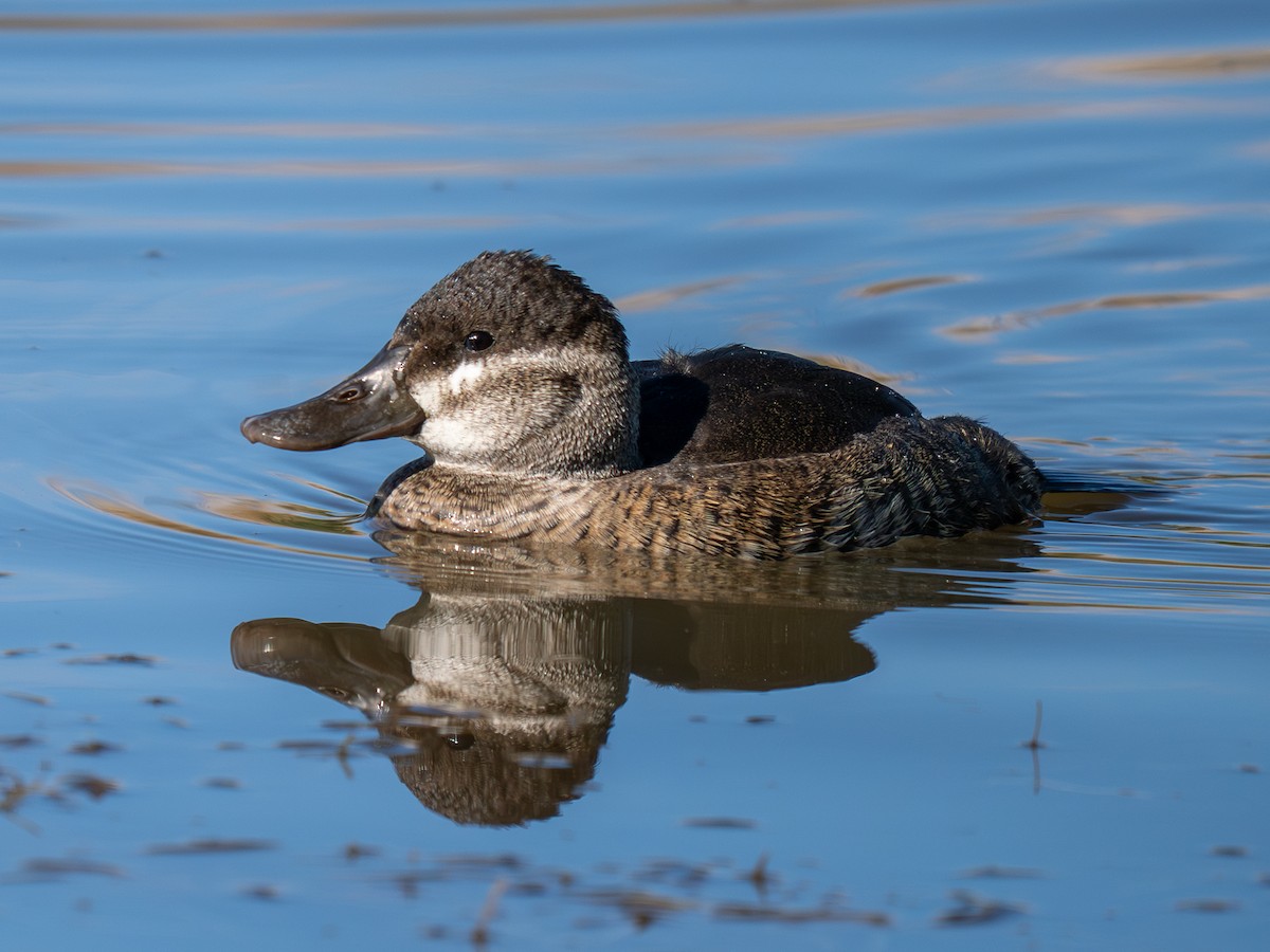 Ruddy Duck - ML644856169