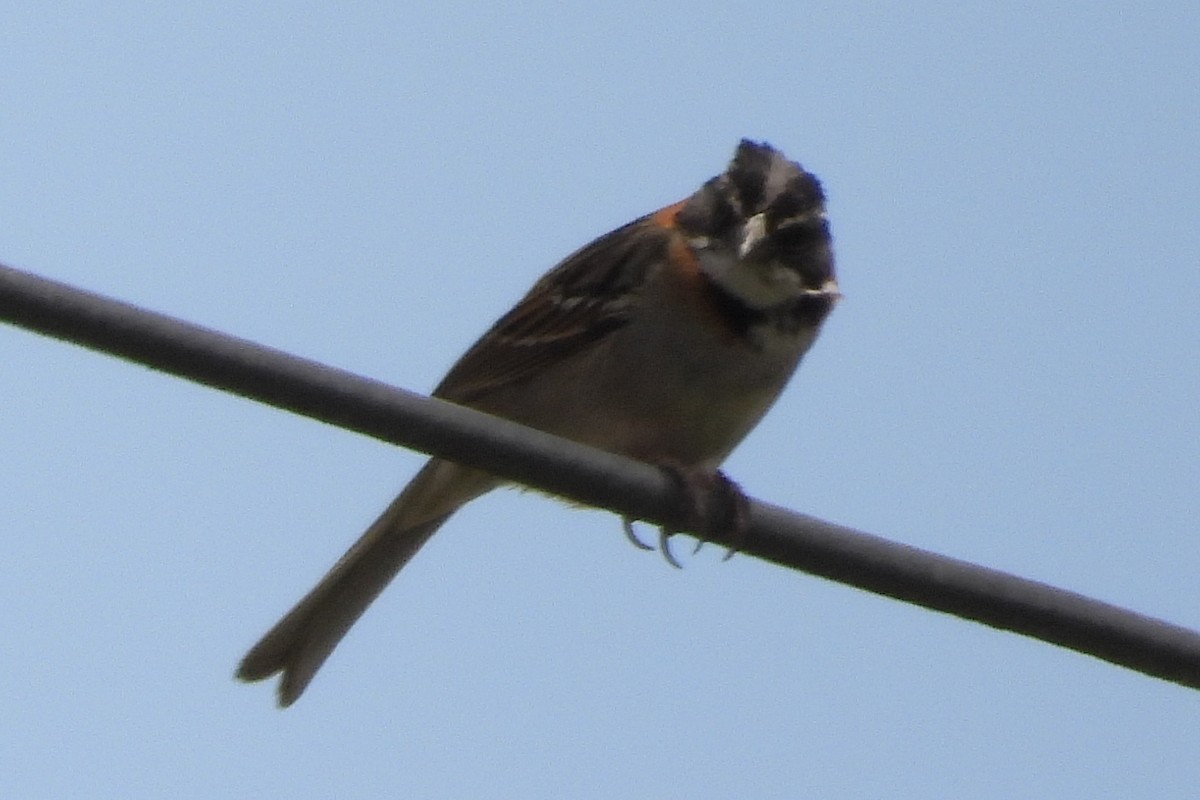 Morgenammer - ML644856171