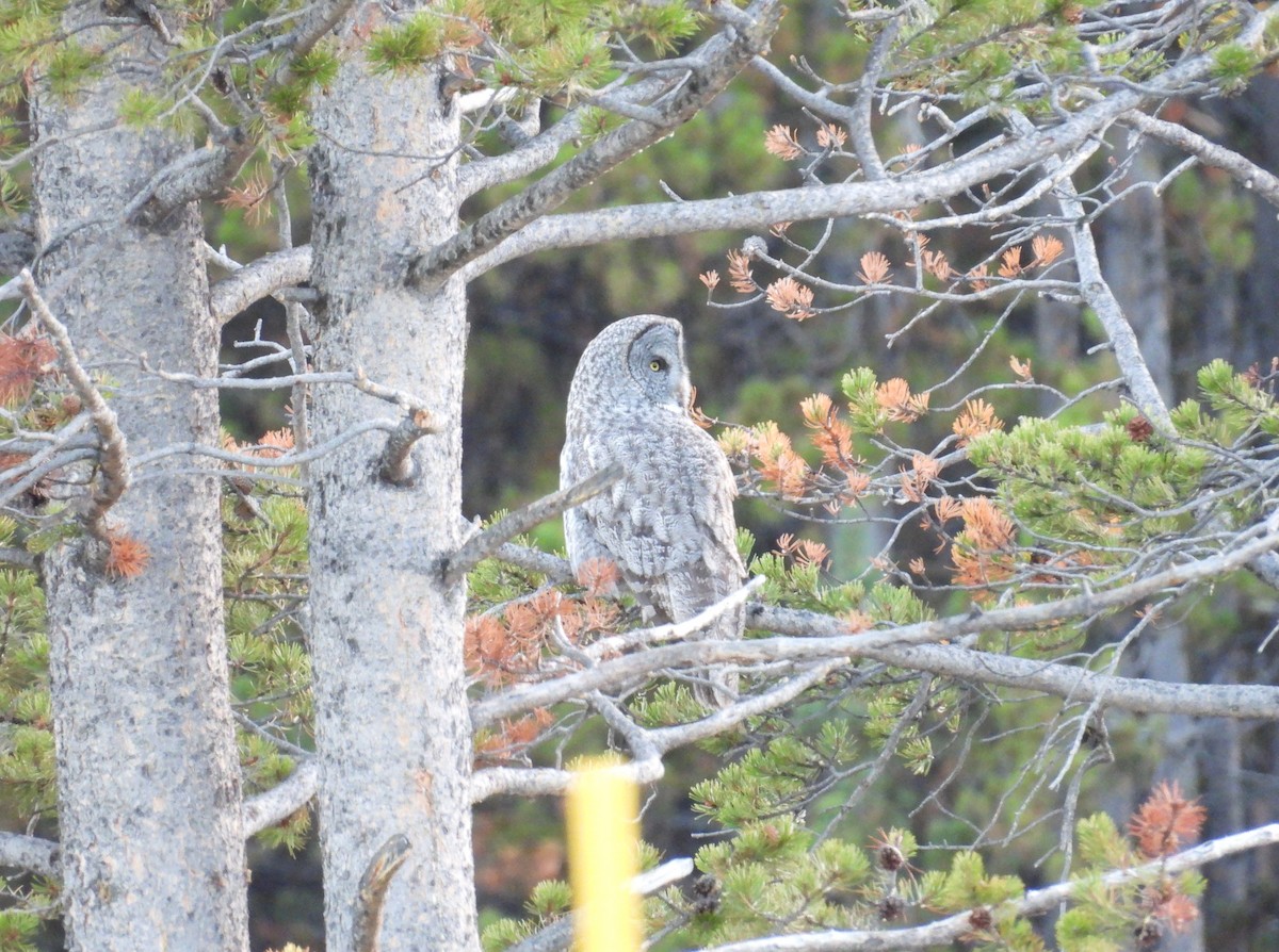 Great Gray Owl - ML644856175