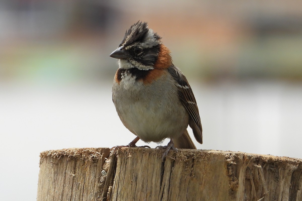 Morgenammer - ML644856177