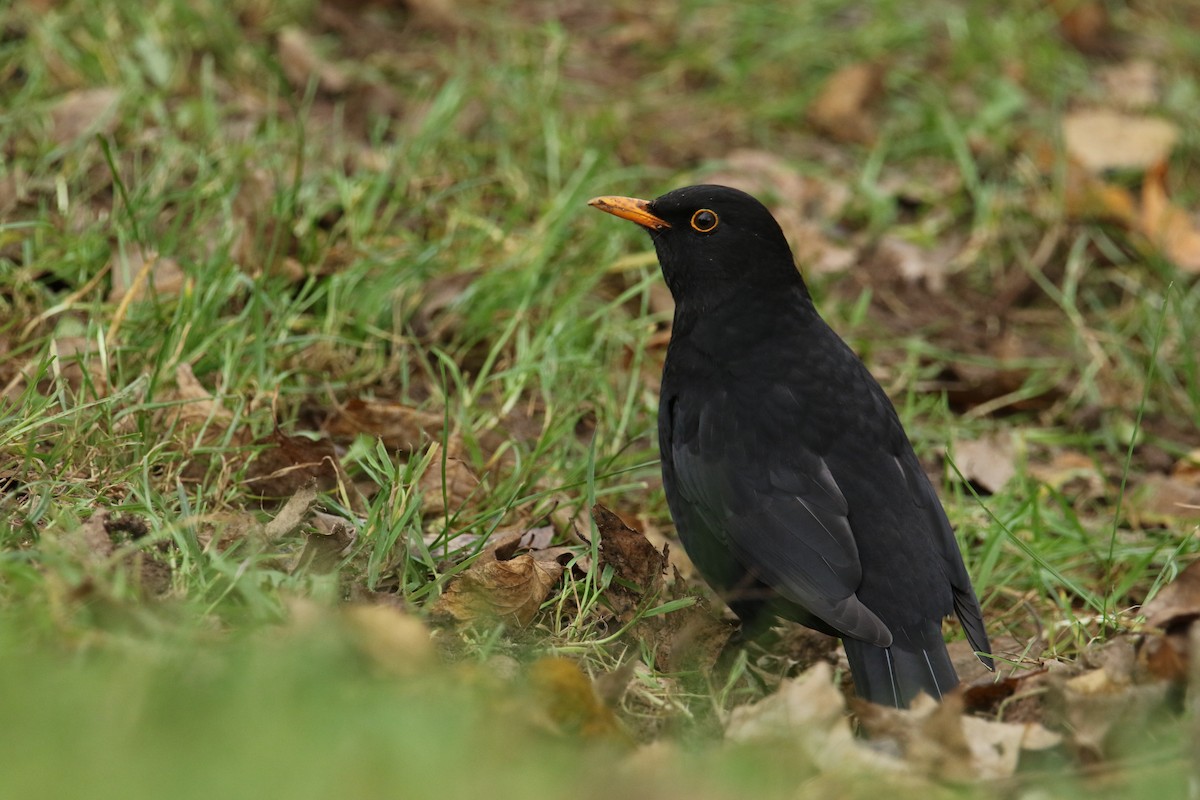 Eurasian Blackbird - ML644856182