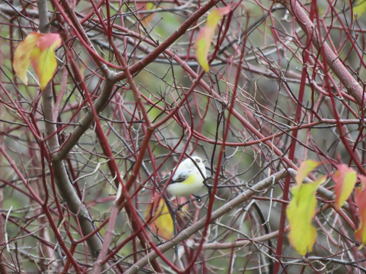 Yellow-rumped Warbler - ML644856187