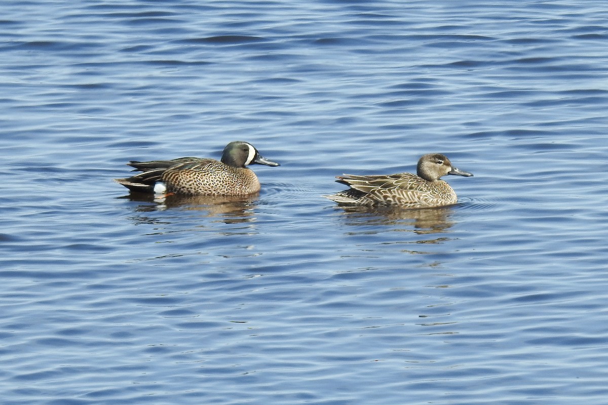 Cerceta Aliazul - ML644856207