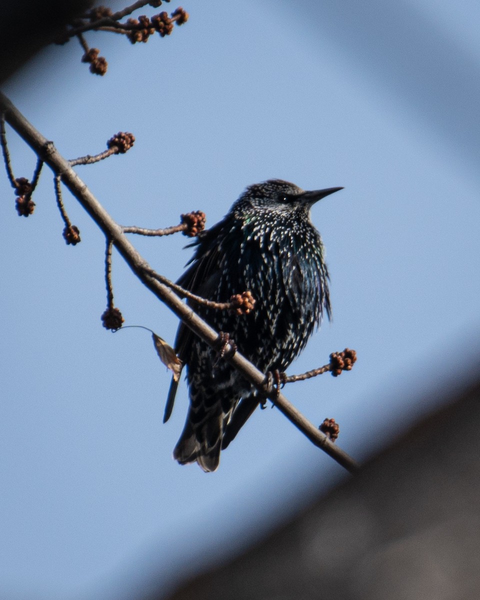 European Starling - ML644856210