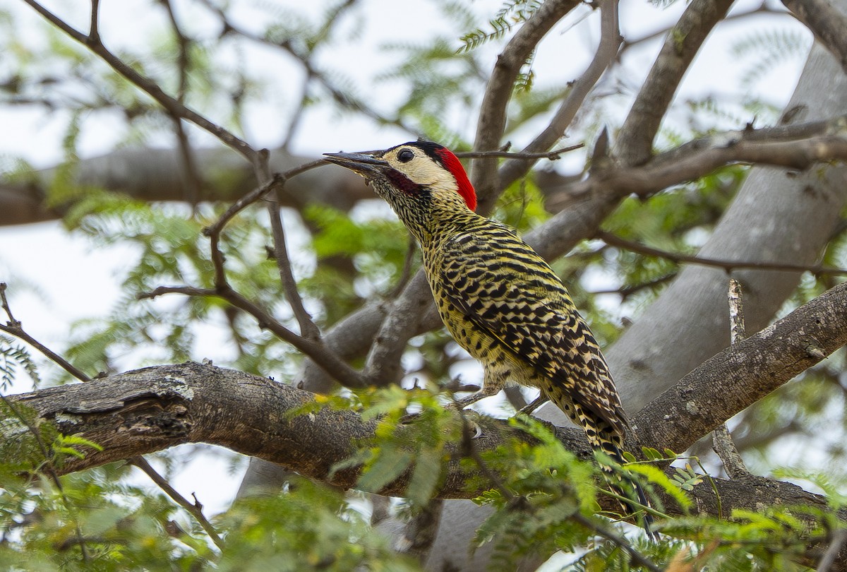 Green-barred Woodpecker - ML644856213