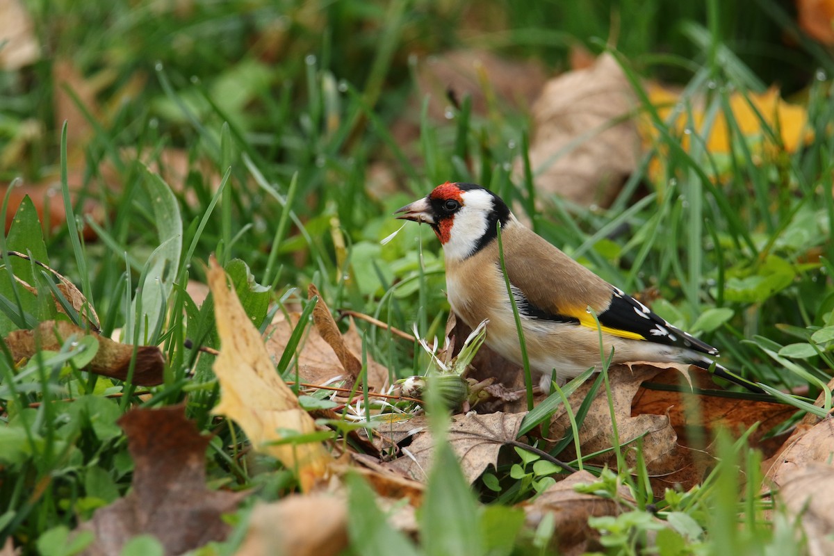 European Goldfinch - ML644856240