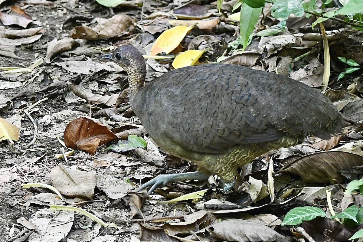 Great Tinamou - ML644856243