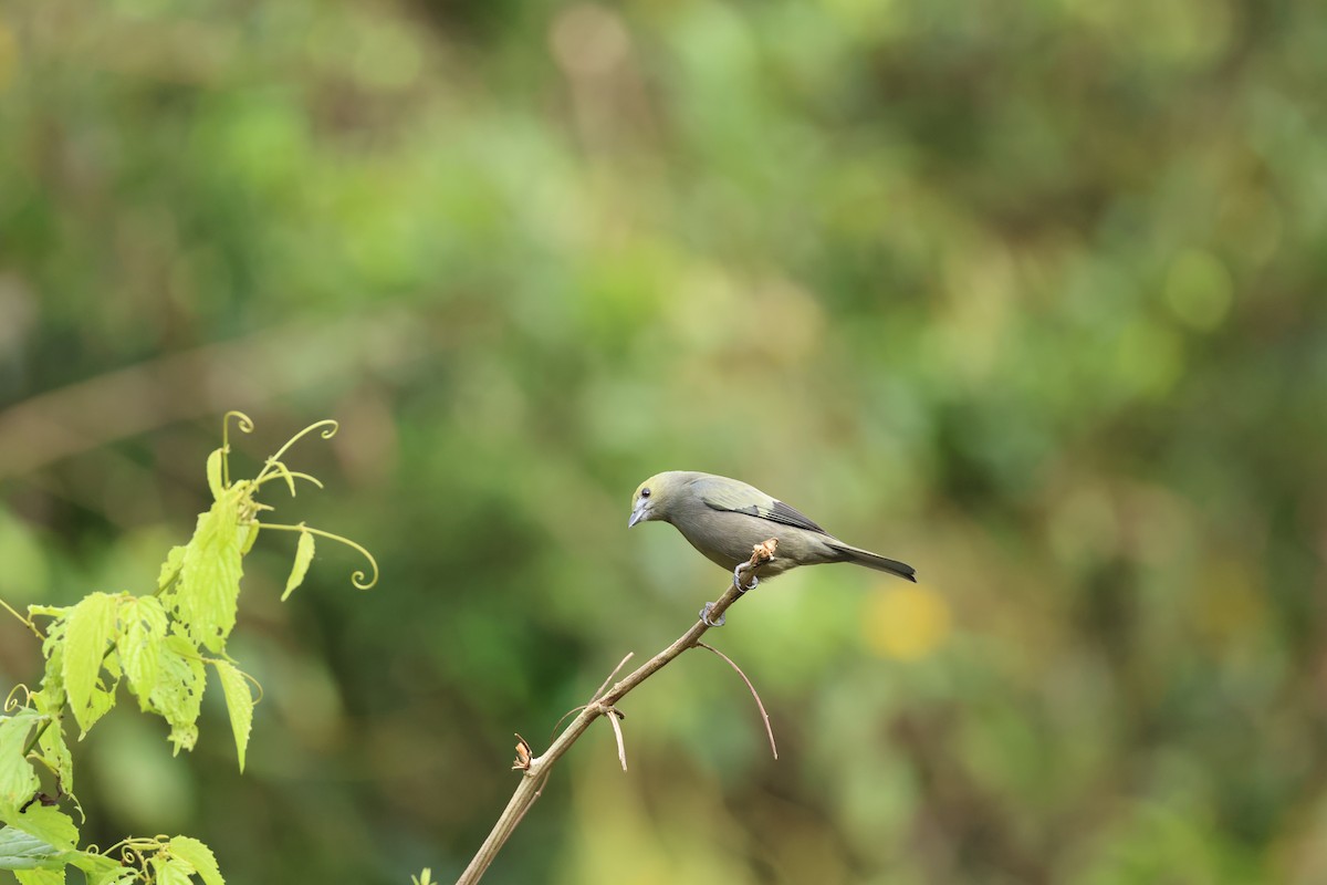 Tangara des palmiers - ML644856262