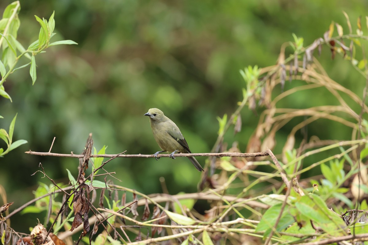 Tangara des palmiers - ML644856263