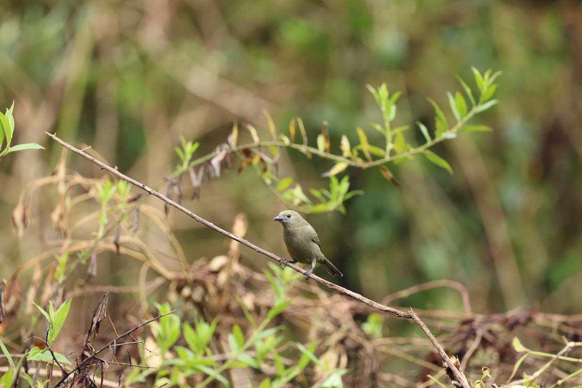 Tangara des palmiers - ML644856264