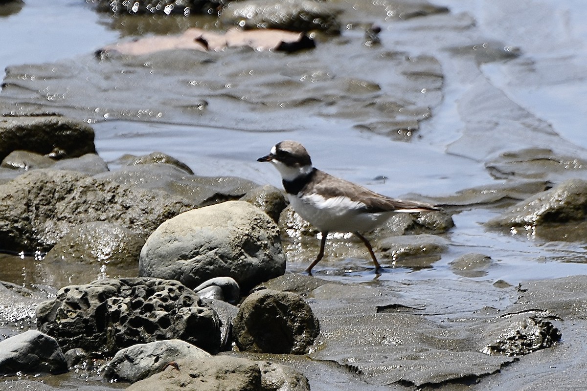 Semipalmated Plover - ML644856267