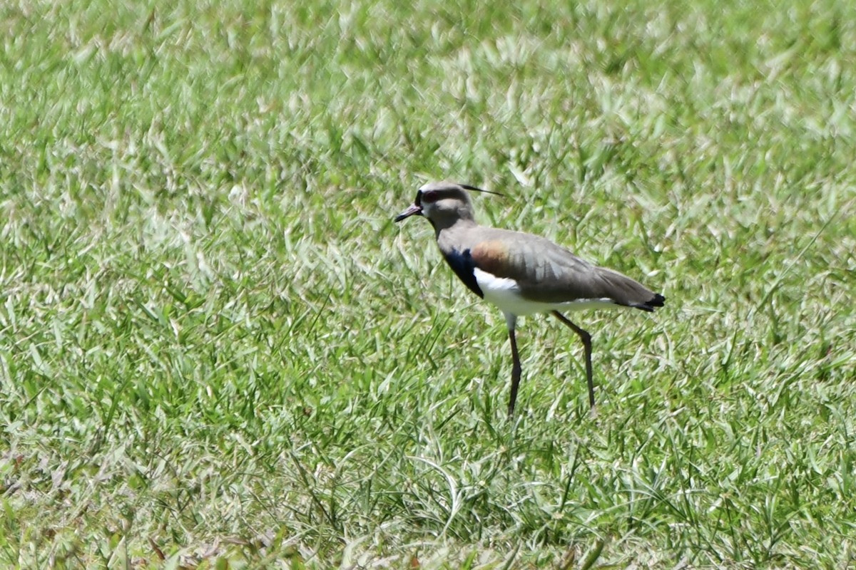 Southern Lapwing - ML644856297