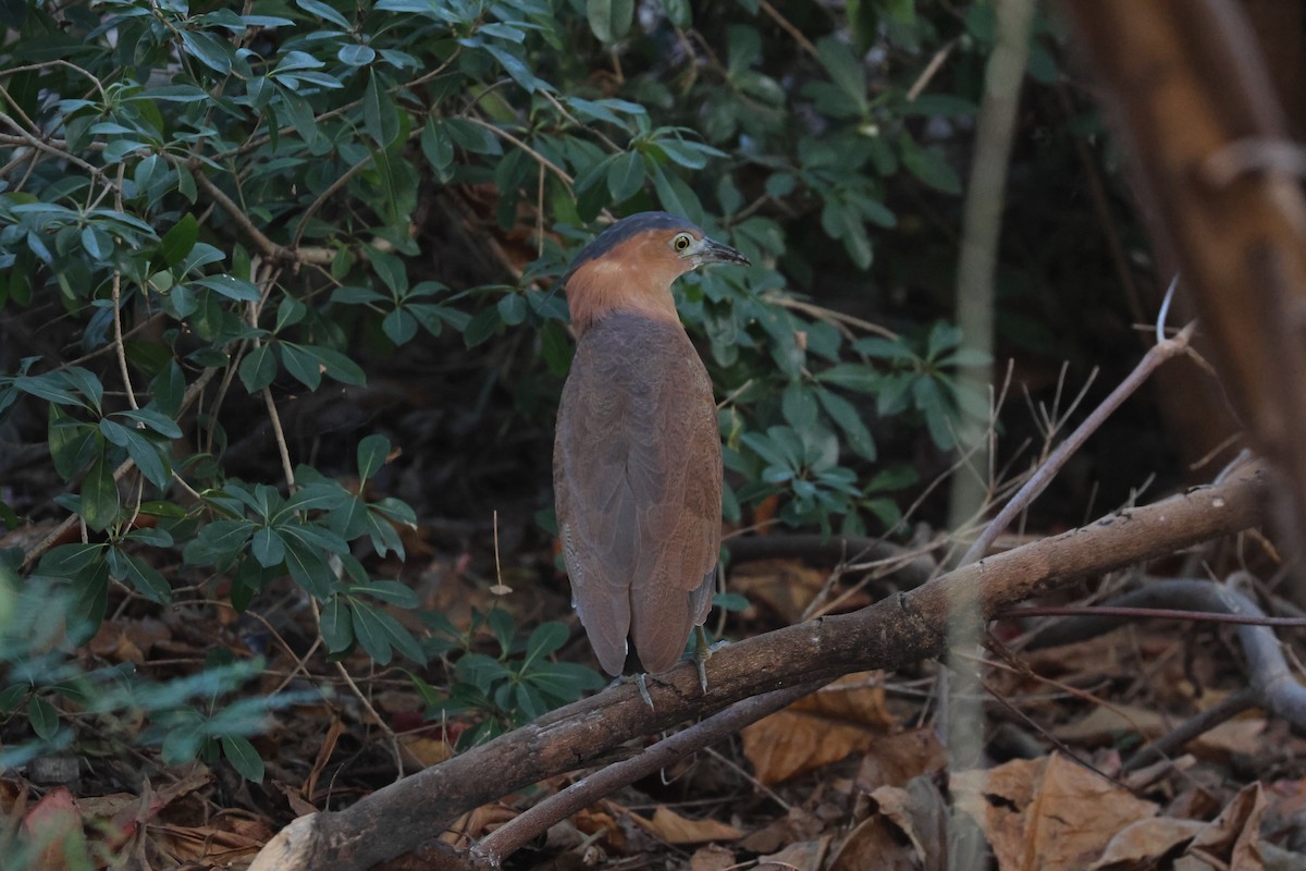 ズグロミゾゴイ - ML644856300