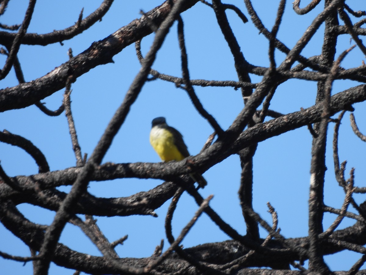 Западный тиранн - ML644856308