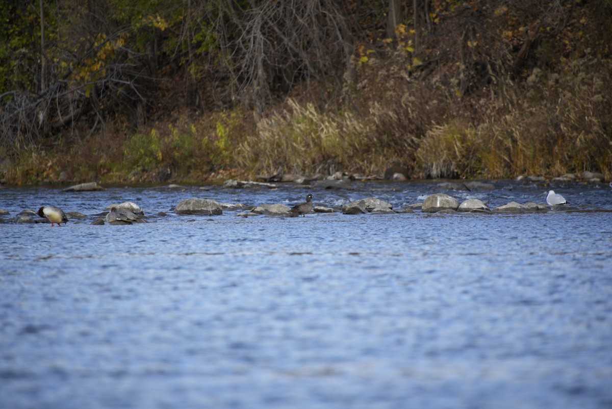 Harlequin Duck - ML644856319