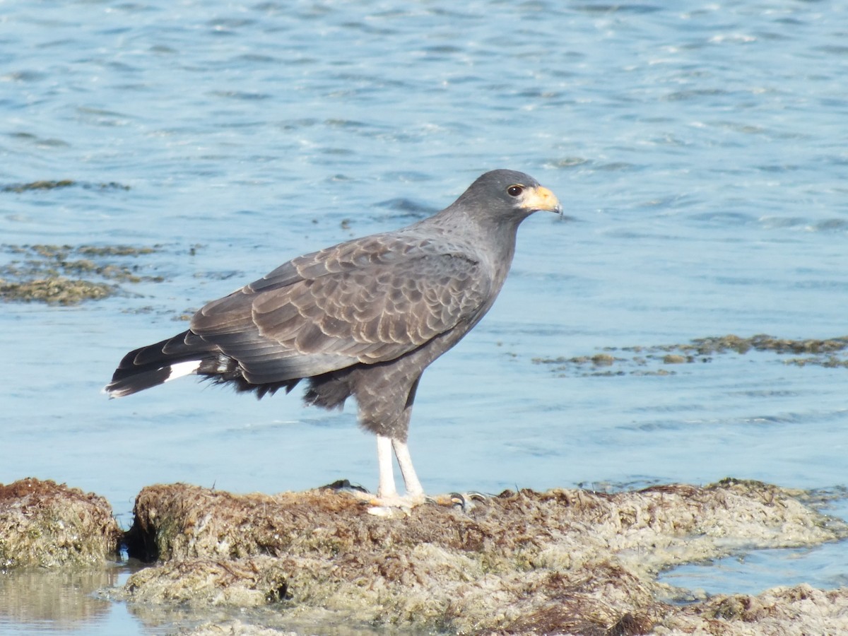 Cuban Black Hawk - ML644856325