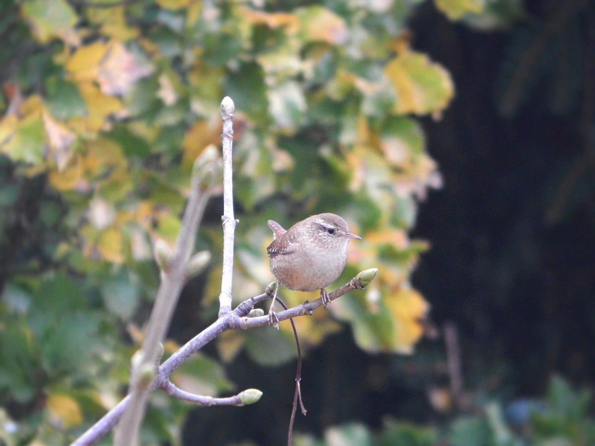Eurasian Wren - ML644856326