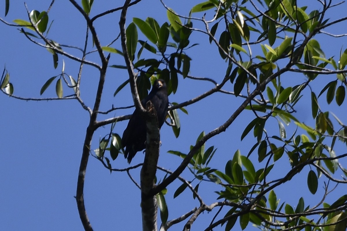 Common Black Hawk - ML644856335