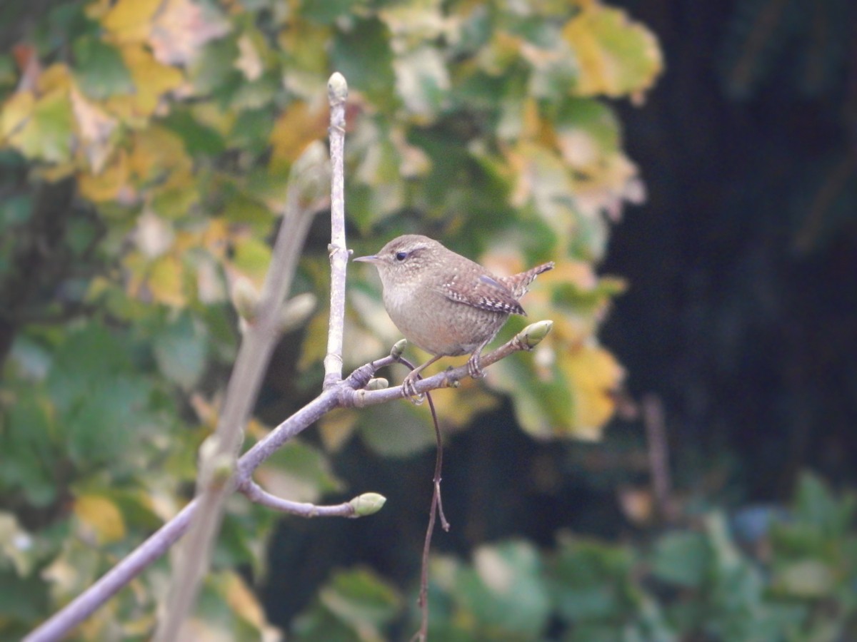 Eurasian Wren - ML644856344