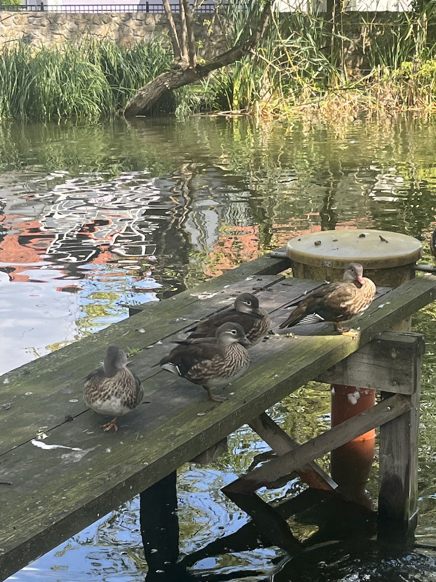 Мандаринка - ML644856348